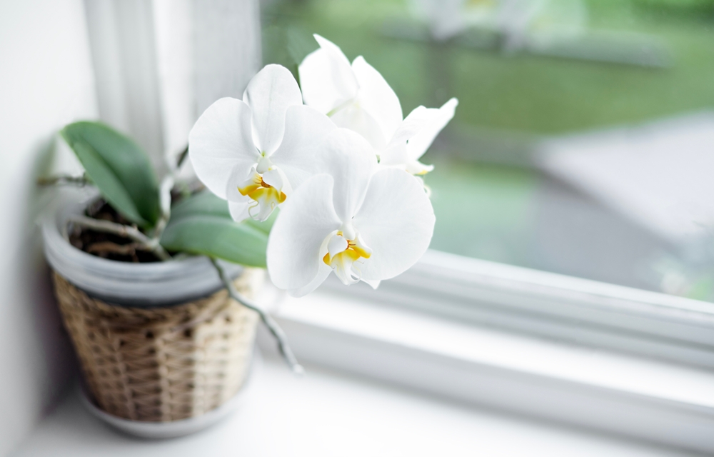 Med dette enkle trick kan du få dine orkidéer til at blomstre år efter år