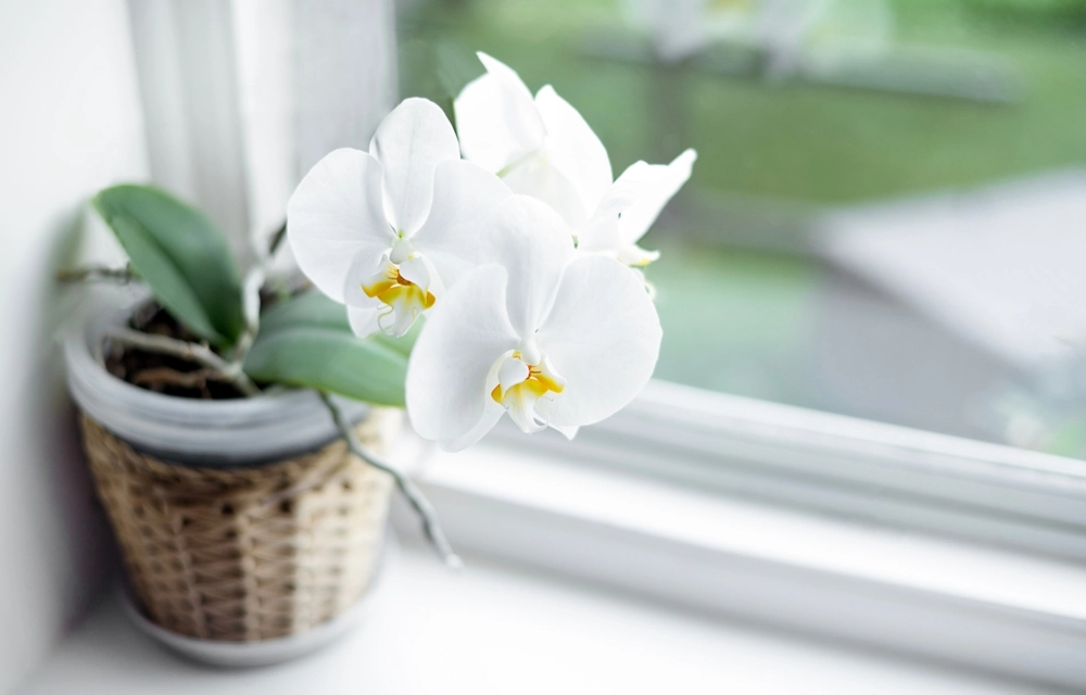 Med dette enkle trick kan du få dine orkidéer til at blomstre år efter år