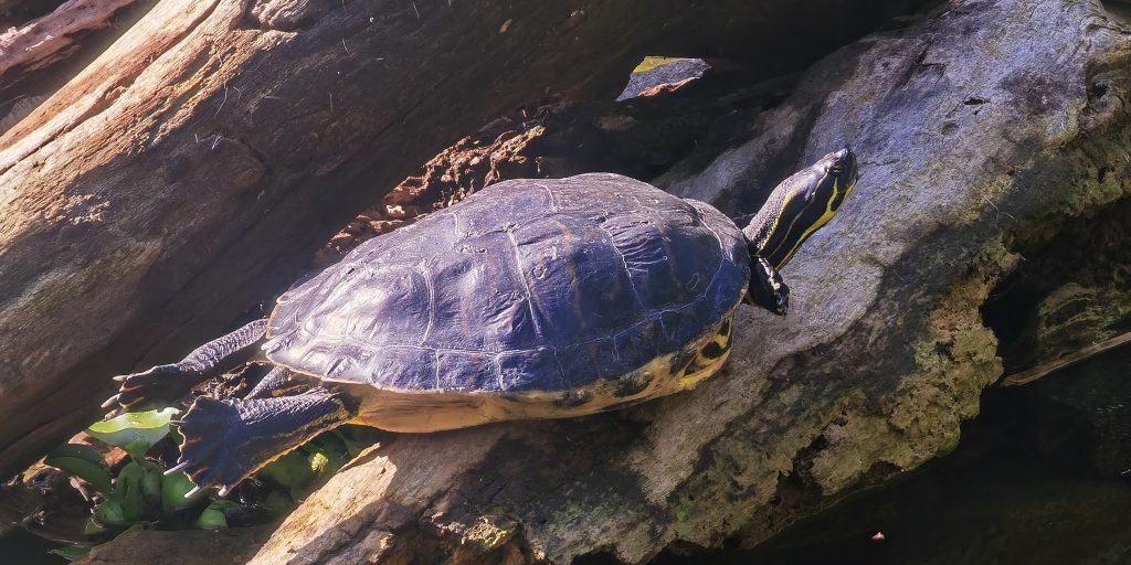 Sandheden om skildpaddens skjold vil forbløffe dig