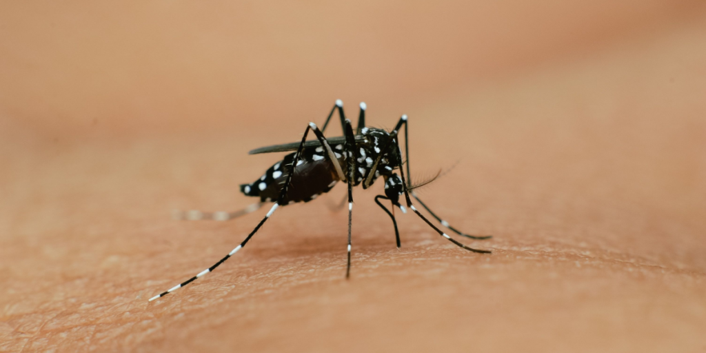 Tigermyg breder sig i Spanien: Kan smitte med denguefeber og zika-virus