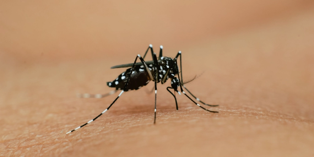 Tigermyg breder sig i Spanien: Kan smitte med denguefeber og zika-virus