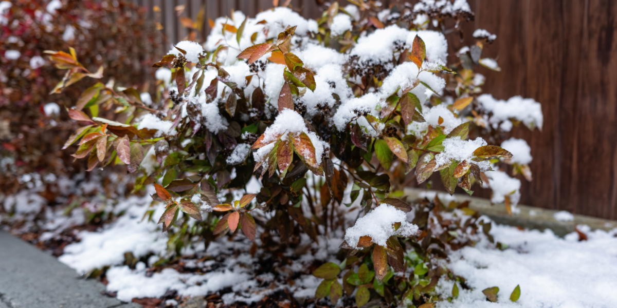 Haveekspertens 4 tips: Sådan beskytter du din have til vinter