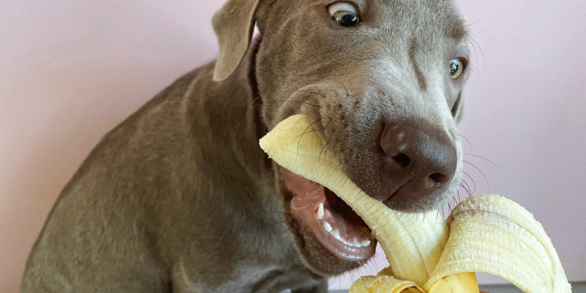 Forsker giver svar: Giver bananer forstoppelse, eller hjælper de på fordøjelsen?
