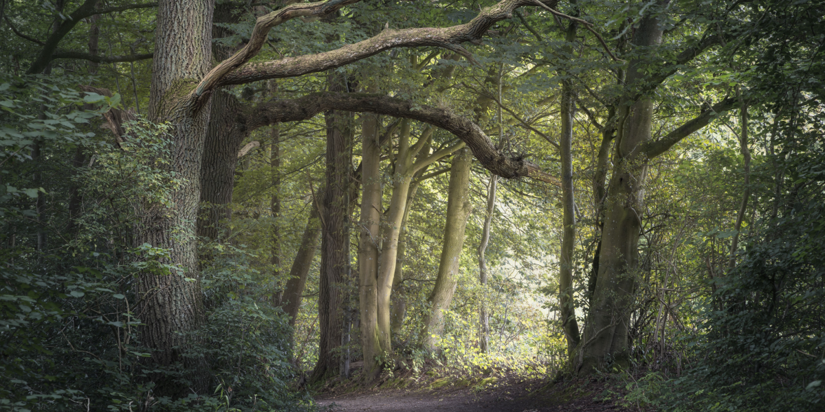 Hele næste uge er Naturens Uge: Skal du med?