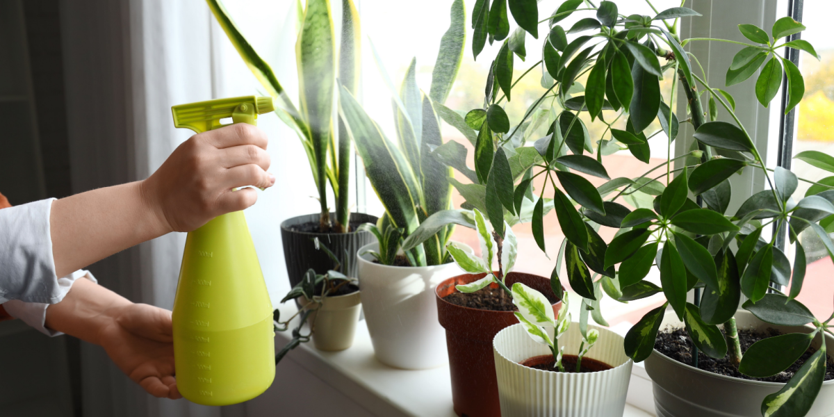 Varmen kan udtørre din stueplanter – husk disse råd for at få dem igennem vinteren