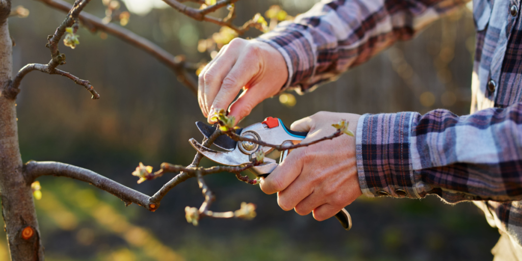 Du kan miste årets blomstring: Undgå disse fejl, når du beskærer i haven