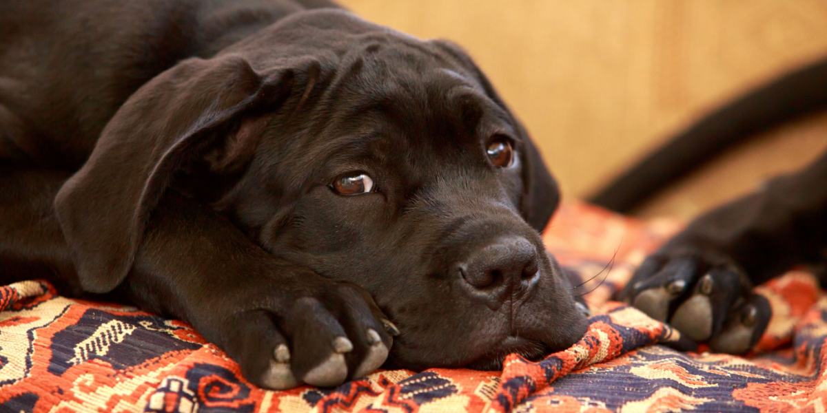 Sådan hjælper du bedst en hund, der TROR den skal have hvalpe