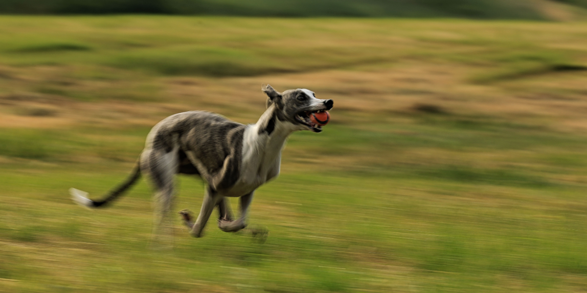 6 af 10 aktive hunde udsættes for skader, viser ny undersøgelse