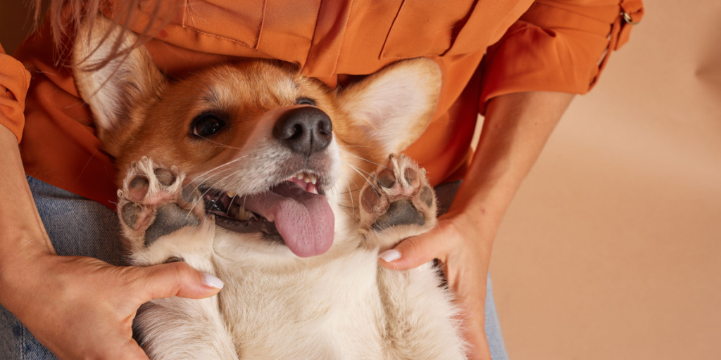 Bedst i test: Her får du Danmarks bedste hundeforsikring