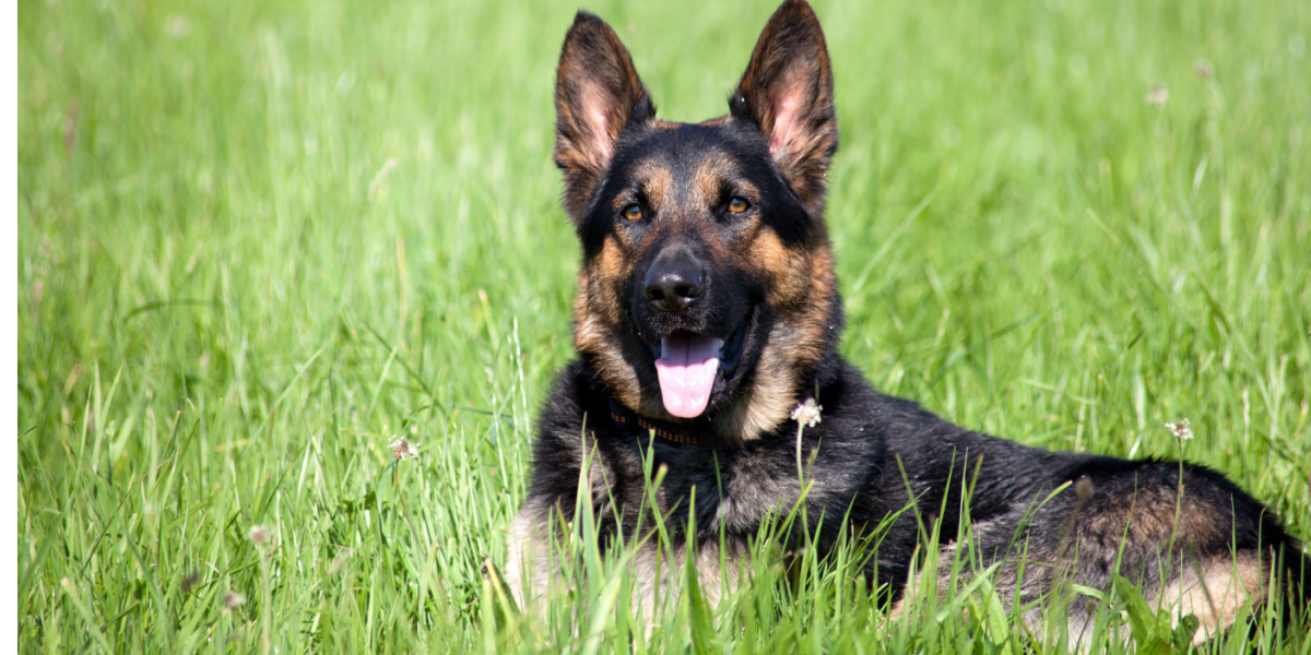 Ejer møder kaos: Hundehvalp var alene hjemme i fem timer