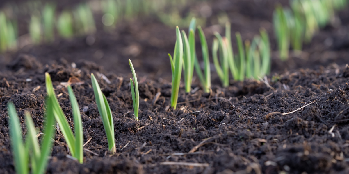 Tulipaner og 4 andre blomsterløg, du kan plante i februar
