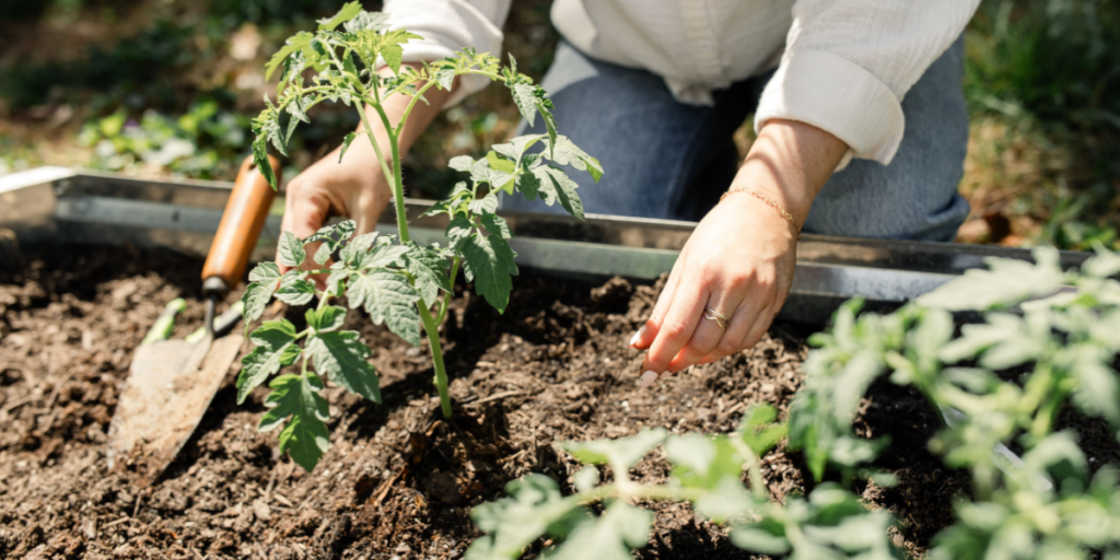 Ekspert advarer: Derfor bør du ikke plante blomster i juli