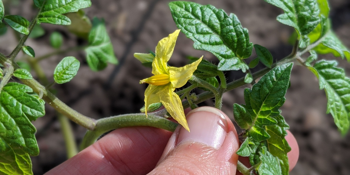 Blomster dine tomatplanter uden frugter? Her er 4 mulige årsager