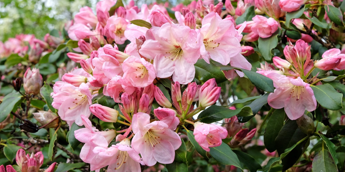 Sådan bruger du efteråret til at gøre din rhododendron klar til foråret