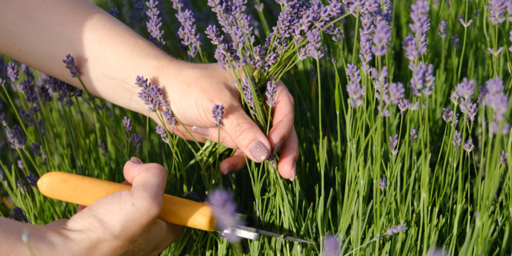 6 planter, der trives under alle vejrforhold