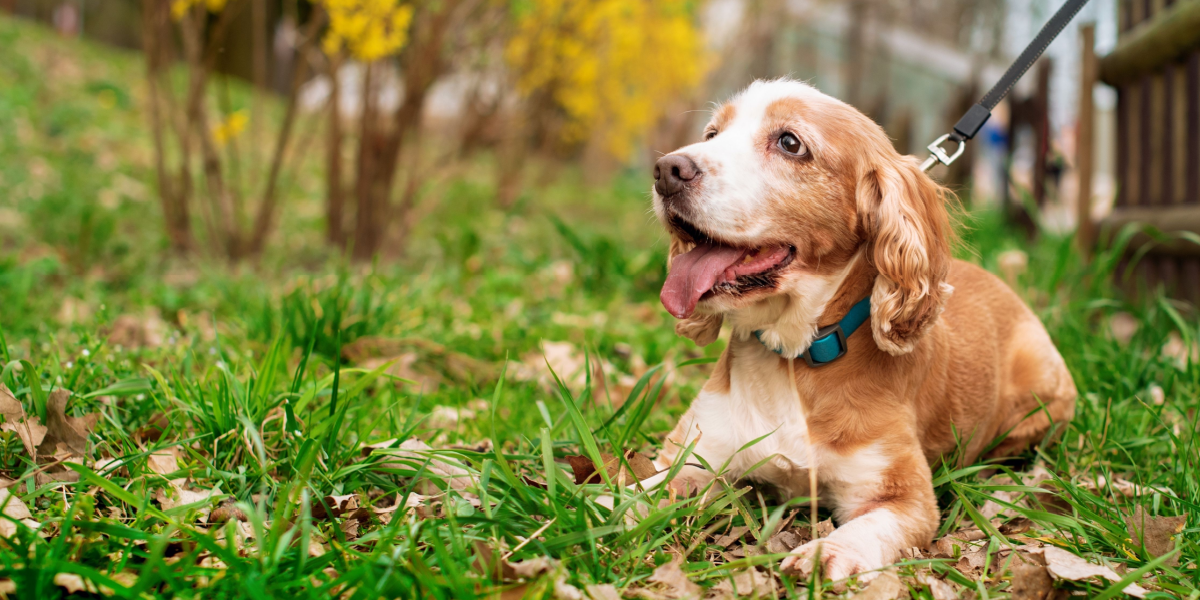 Særligt foder ser ud til at give sundere hunde viser forskning
