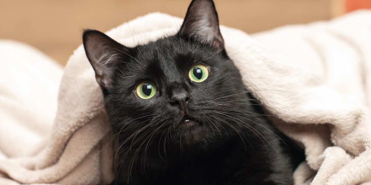 Hvis du ikke gider Black Friday: Nu kommer #BlackFURday