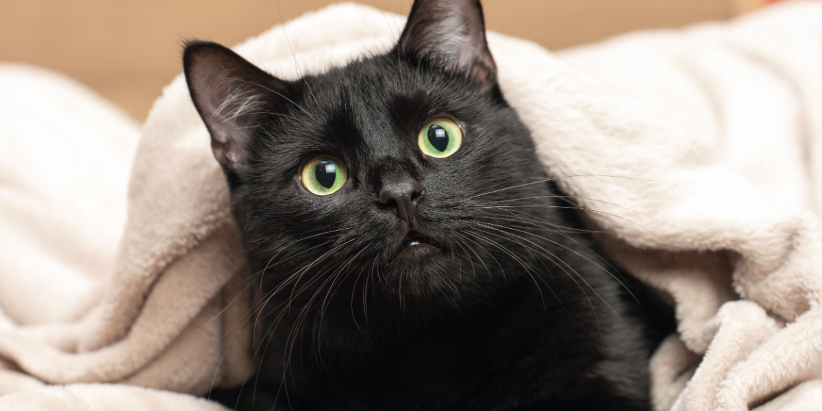 Se top 20: Her er de mest populære kattenavne