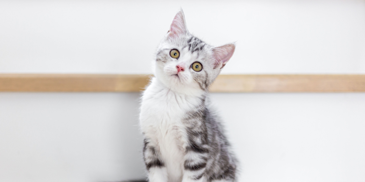Dit hjem er et minefelt for katte: 15 ting, der kan være direkte farlige for Pjevs