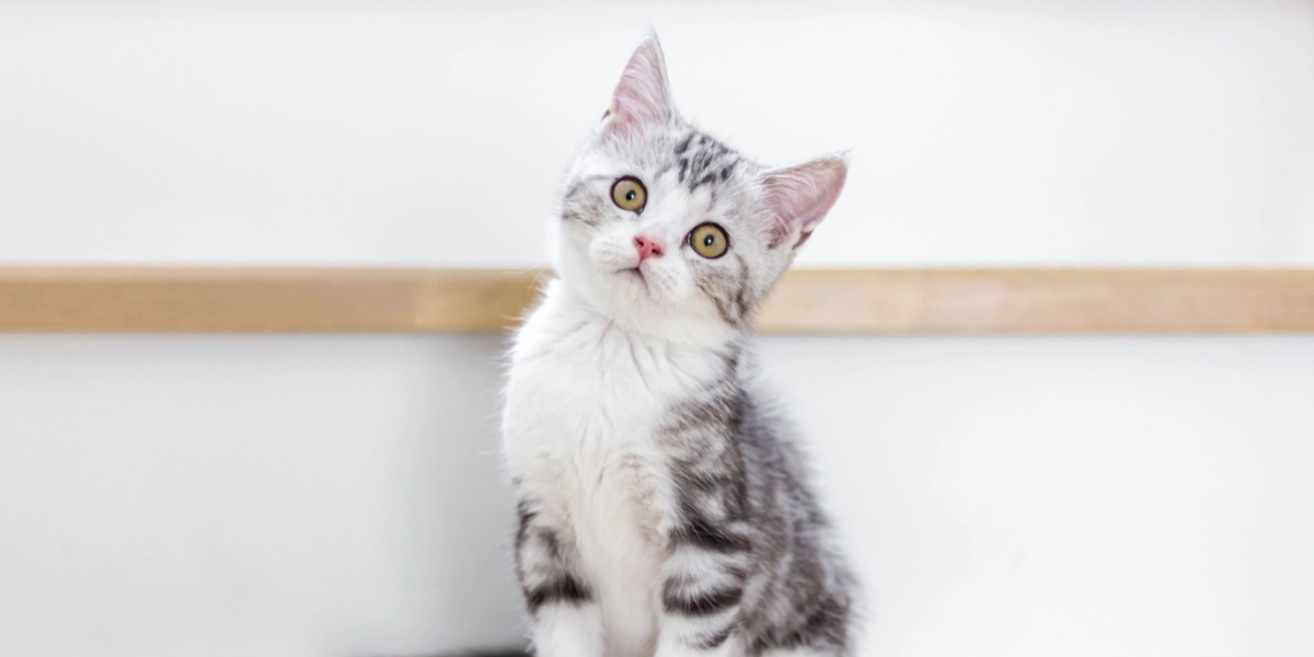 Dit hjem er et minefelt for katte: 15 ting, der kan være direkte farlige for Pjevs