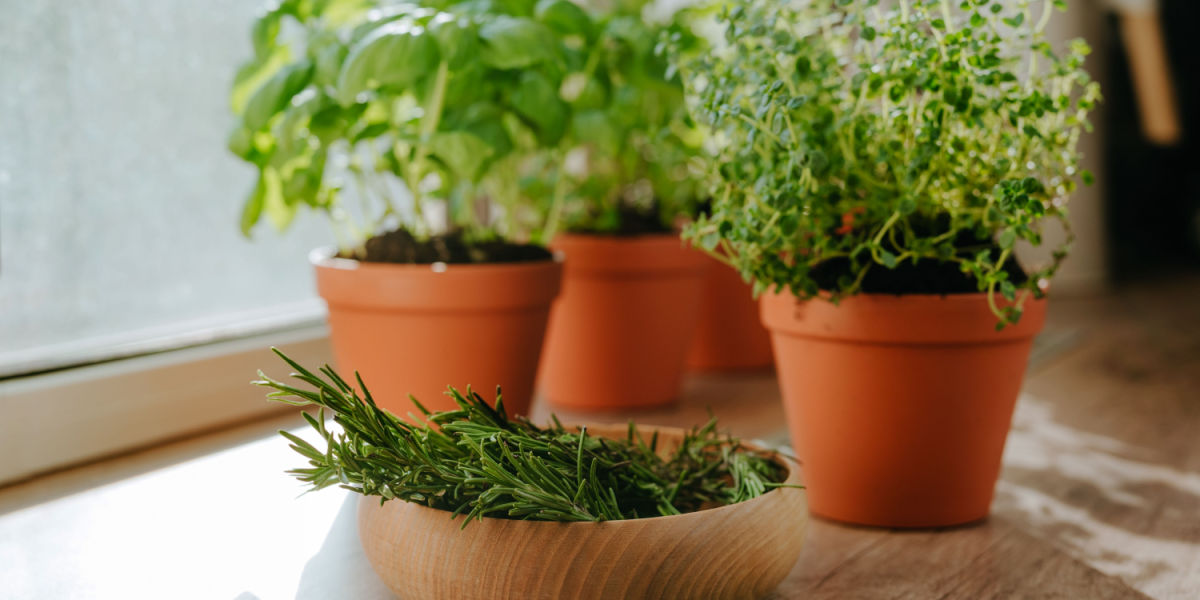 9 helbredende planter, du bør have derhjemme
