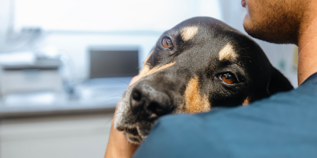 Dobbelt så mange nikotinforgiftede hunde: 4 råd til at forebygge det