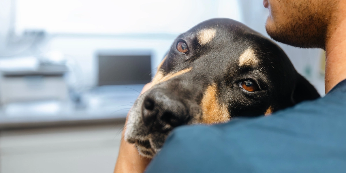Dobbelt så mange nikotinforgiftede hunde: 4 råd til at forebygge det