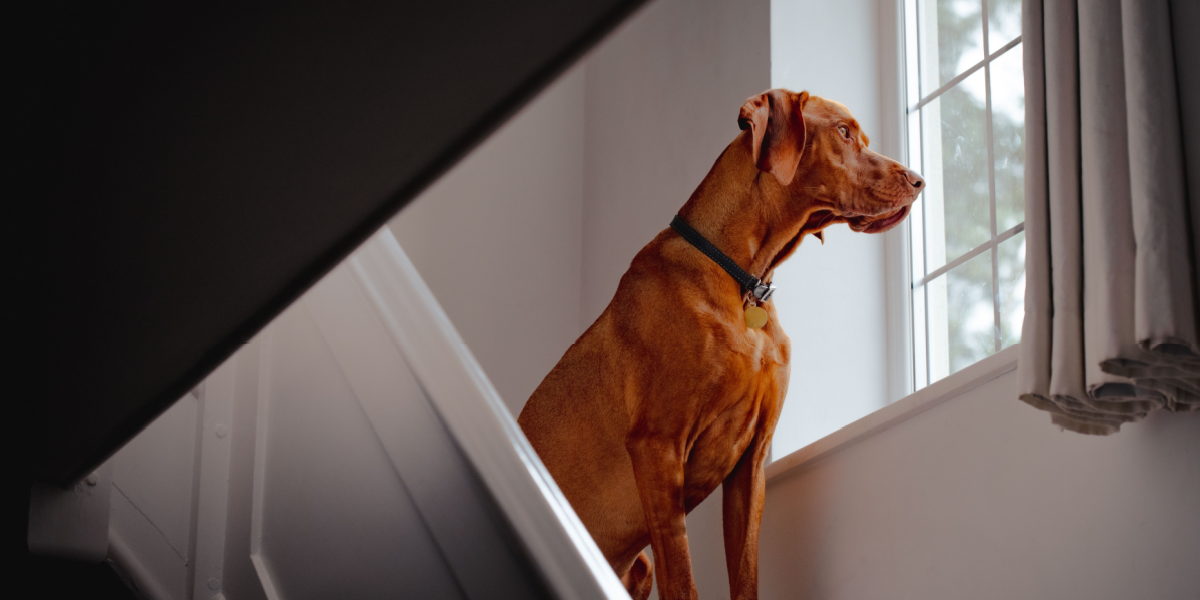 Øjeblikkelig dårlig samvittighed: Det tænker din hund, når du går