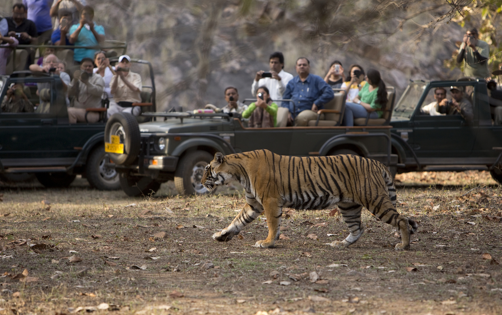 Tiger bider sig fast i 1-årig: Det der så sker redder hans liv