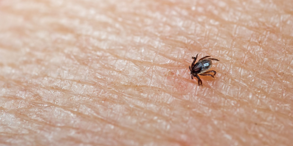 Pas på, hvis du går tur: Sundhedsstyrelsen guider til at undgå flåtbid