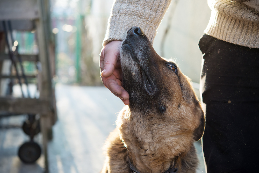 Hund og ejer lider af samme sygdom: Sådan tilbringer de deres sidste fælles måneder