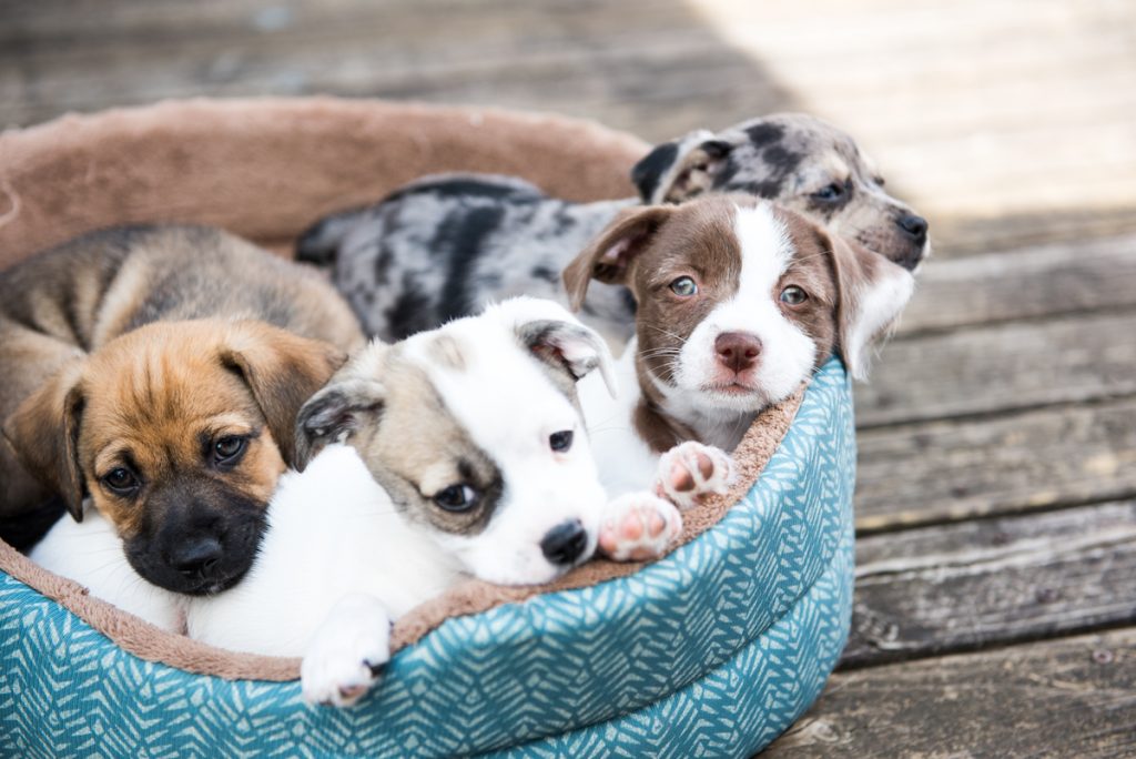 2 fejl, du ikke må begå med din hvalp ifølge hundeekspert