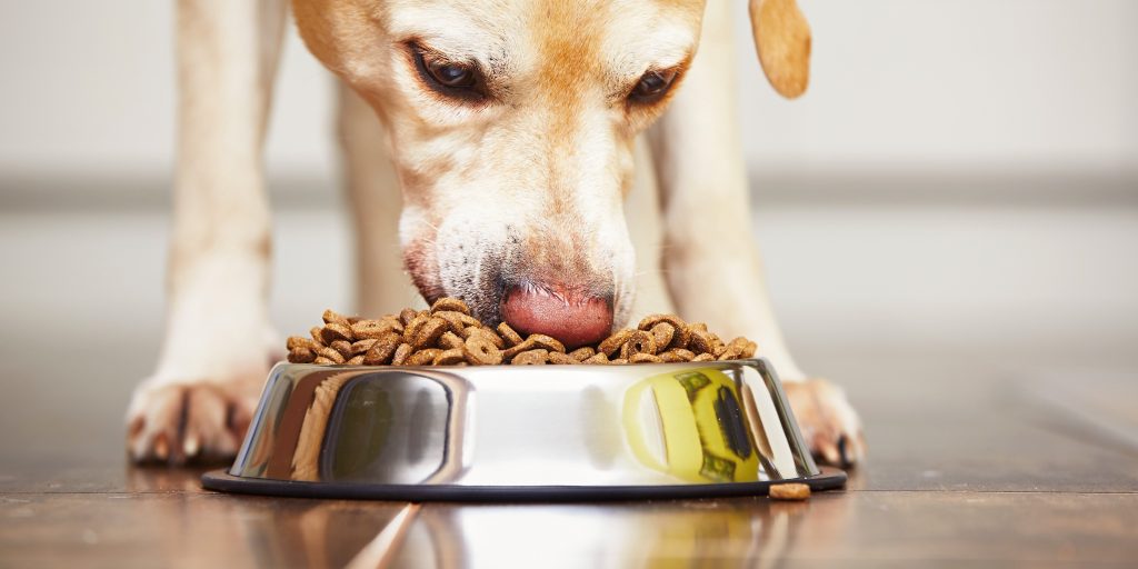 Der er fundet salmonella – 3 slags hundefoder kaldes tilbage