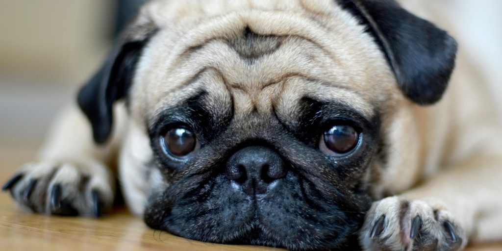 Sidste chance for at få din hund tilbage: Politiet efterlyser ejeren til en Mops