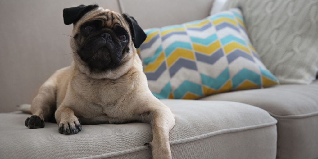 Internettet flade af grin over seddel, der forklarer, hvorfor hund ikke vil spise mad