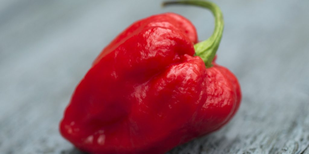 Kun 5 personer har turdet spise denne chili: Så voldsom reaktioner gav den en af dem