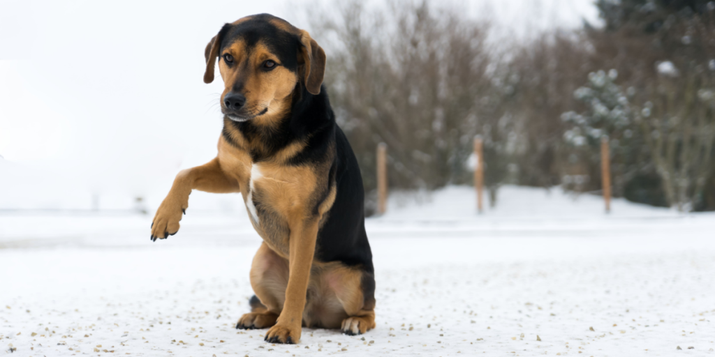 Det beskytter mennesker mod ulykker – men det kan blive et smertehelvede for din hund