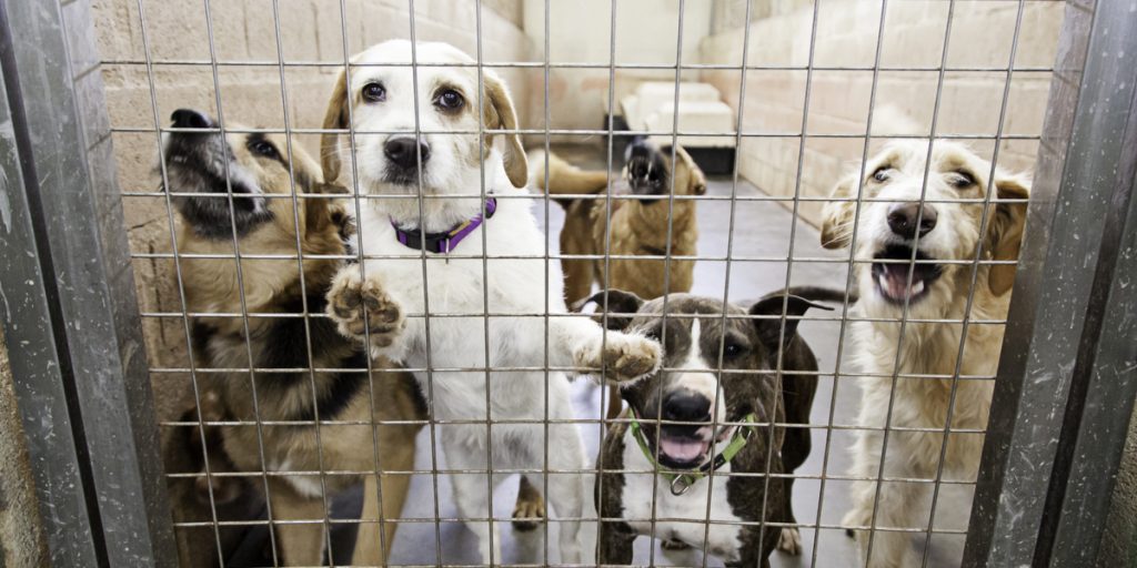 129 hunde reddet fra suppegryden i Sydkorea
