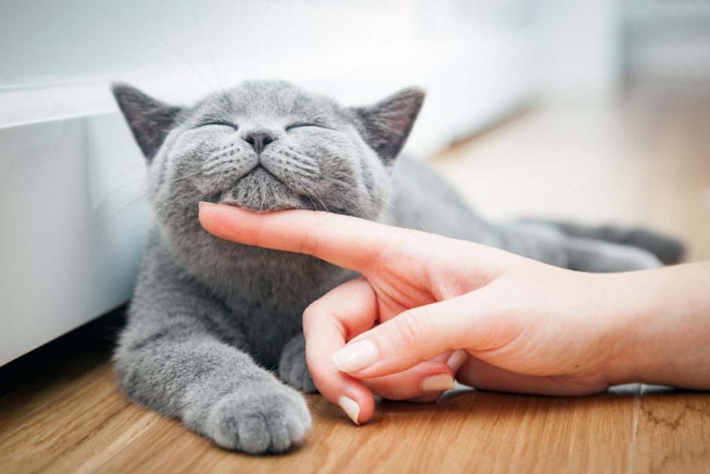 Bekymret Mor: Nabo er ond mod min kat