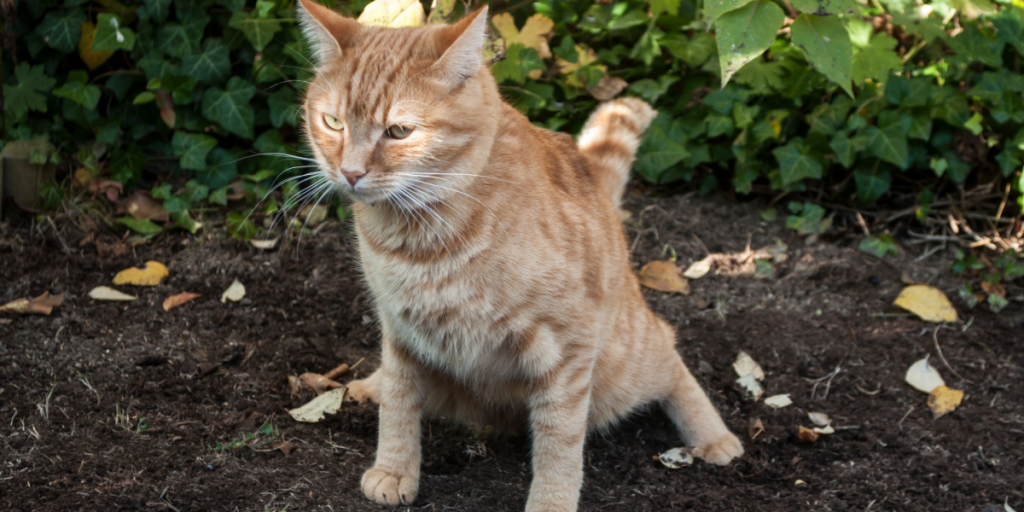 Sådan forhindrer du at din have bliver til et toilet for katte