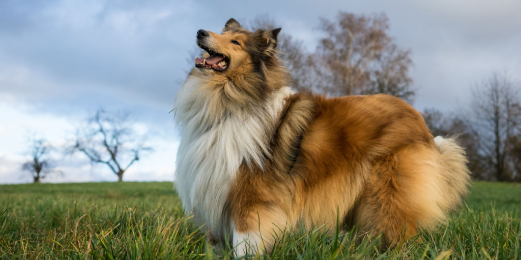 Sejr for hunde i Danmark: Dyreværnet vinder banebrydende sag i retten