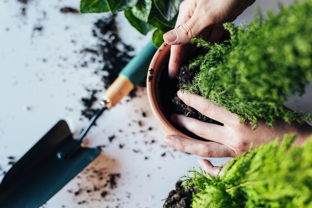 Sådan sikrer du dig at dine potteplanter trives: Plante-ekspertens 3 gode råd: