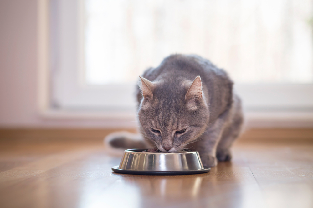 Må katte spise hundemad?