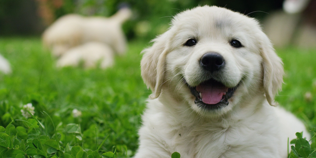 6 gode råd til dig med både hund og have