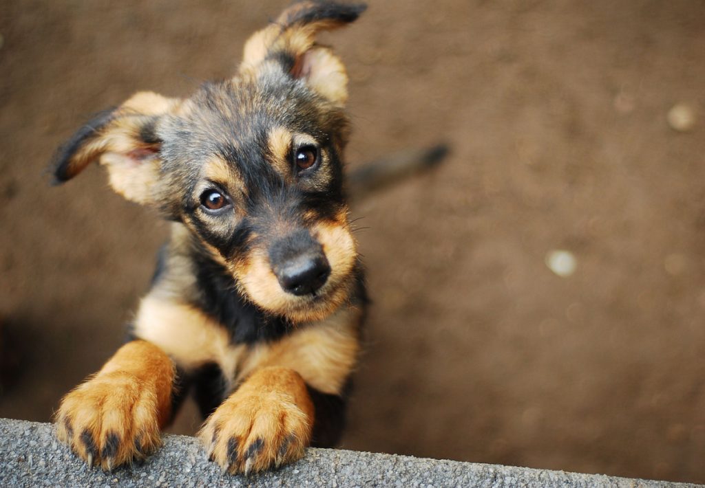 Derfor bør du ikke behandle din hund som en baby