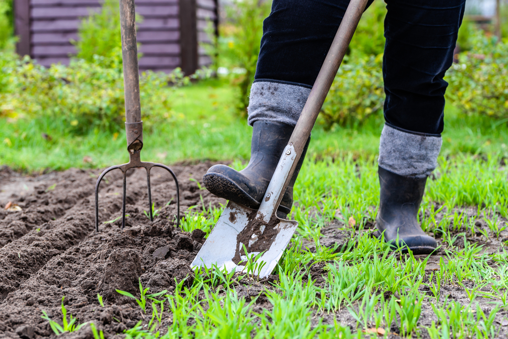 Haven fuld af forårsblomster: 5 blomsterløg kan du plante allerede i januar