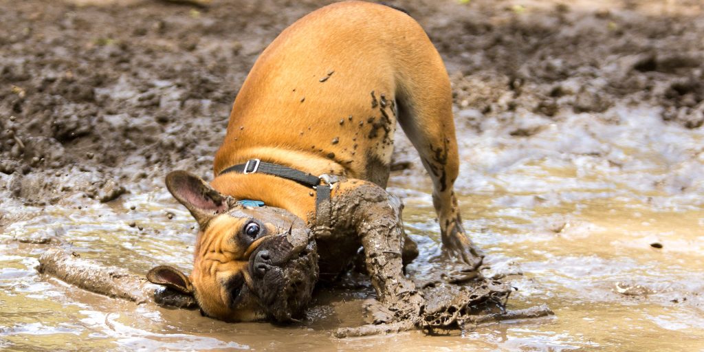 Hundeekspert deler 5 tips: Sådan holder du din hund ren