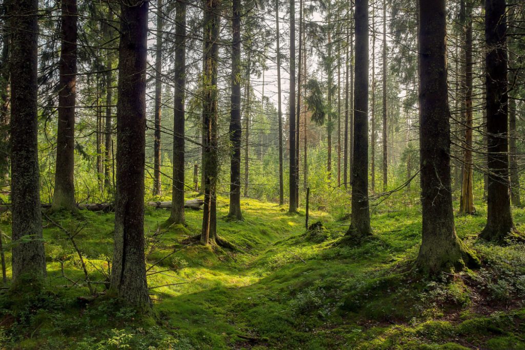 Biologier på rutinetjek i skov: Så fandt de pludselig ny salamanderrace