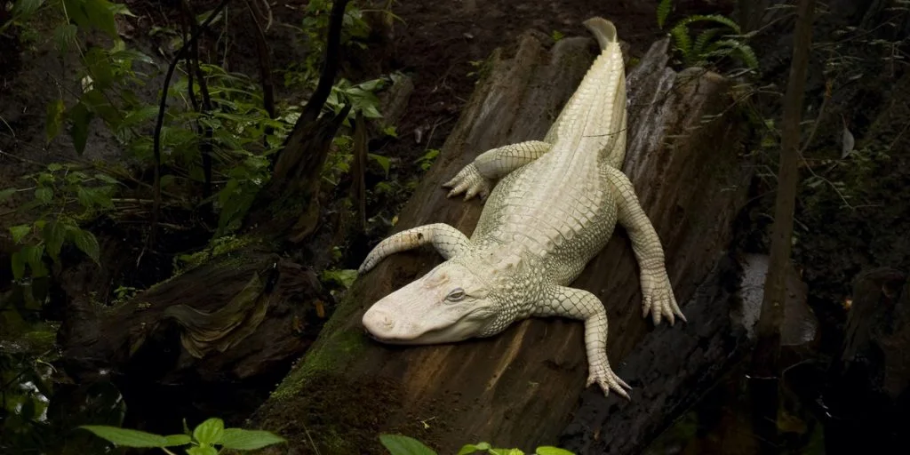 Chok  i lufthavn: Havde levende albino-alligator sin i kuffert