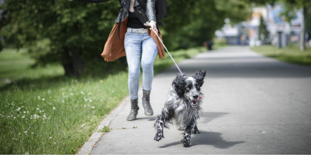 Dette siger Hundeloven om hunde og snore